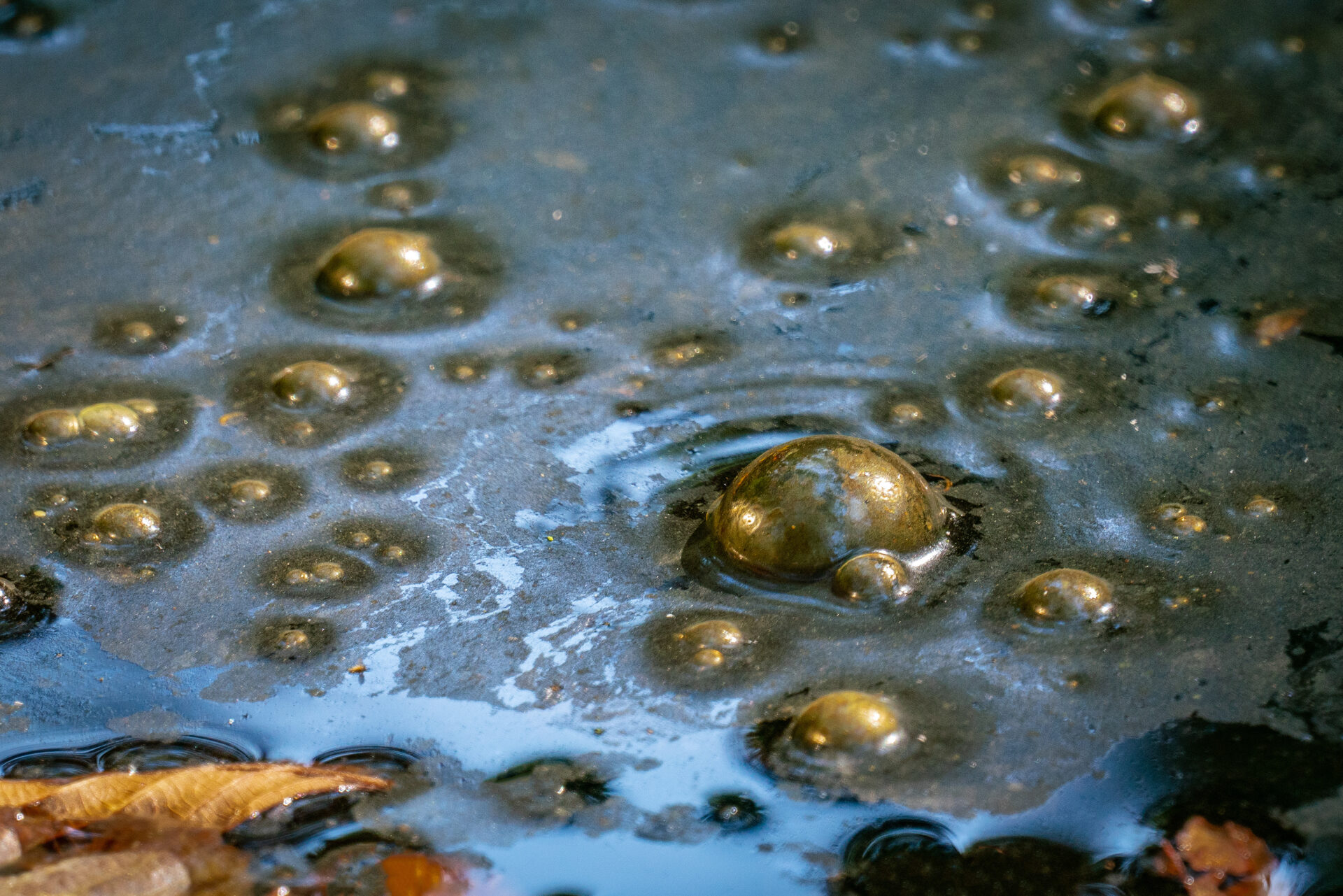 Golden bubbles of sludge gas on a swamp